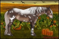 Horse Color:White Spotted Silver Brown Sabino 