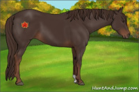 Horse Color:Liver Chestnut 
