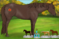 Horse Color:Liver Chestnut 