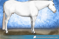 Horse Color:Bay Tobiano Appaloosa 