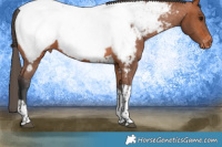 Horse Color:Bay Tobiano Appaloosa 