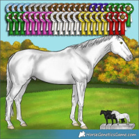 Horse Color:Gray Silver Amber Champagne Dun Appaloosa Rabicano 