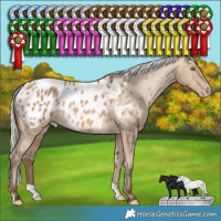 Horse Color:Gray Silver Amber Champagne Dun Blanket Rabicano