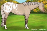 Horse Color:Silver Bay Dun Appaloosa 