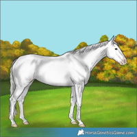 Horse Color:White Spotted Silver Bay Dun Appaloosa Rabicano 