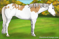 Horse Color:Silver Buckskin Roan Splash Appaloosa
