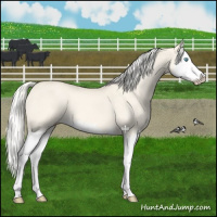 Horse Color:Cremello Dun Splash 