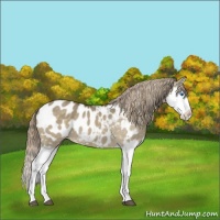 Horse Color:Chocolate Palomino Dun Splash Appaloosa 