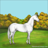 Horse Color:Gray Black Appaloosa  and Gray Black 