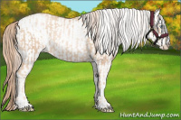 Horse Color:Gold Champagne Pearl Rabicano  and White Spotted Gold Champagne Pearl Rabicano 