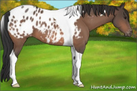 Horse Color:Brown Tobiano Appaloosa 