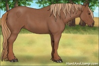 Horse Color:Red Roan 