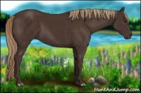 Horse Color:Liver Chestnut 