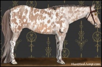 Horse Color:Amber Champagne Near Leopard  and Amber Champagne Blanket 