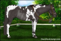 Horse Color:Smoky Black Tobiano  and Smoky Black Tobiano Rabicano 