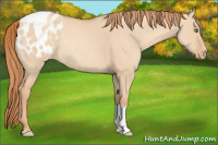 Horse Color:Gold Champagne Dun Appaloosa Rabicano 