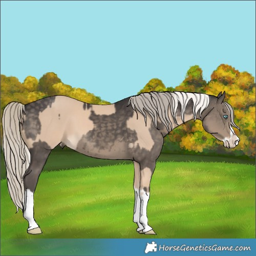 Horse Color:Cremello Splash  and Silver Smoky Black Splash 
