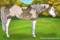 Horse Color:Cremello Splash and Silver Smoky Black Splash