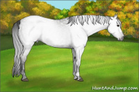 Horse Color:Gray Grullo Appaloosa 