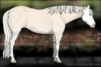 Horse Color:Cremello Splash  and Cremello Splash Rabicano 