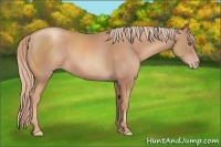 Horse Color:Gold Champagne