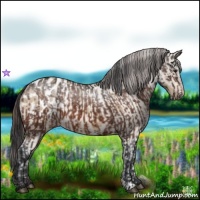 Horse Color:Brown Appaloosa  and Bay Dun Appaloosa 