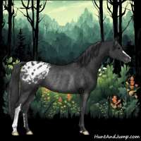 Horse Color:Black Appaloosa Rabicano