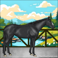 Horse Color:Black 