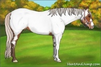 Horse Color:Silver Bay Near Fewspot 