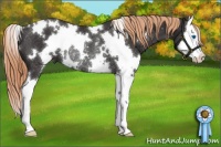 Horse Color:White Spotted Liver Chestnut Splash Rabicano