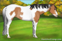 Horse Color:Bay Tobiano Frame Rabicano