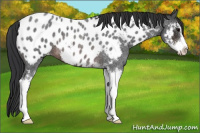 Horse Color:Brown Roan Sabino Appaloosa