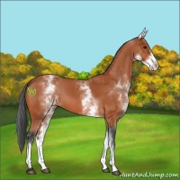 Horse Color:White Spotted Bay 