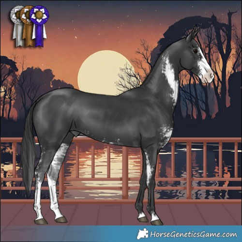 Horse Color:Black Sabino Splash 