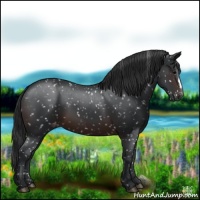 Horse Color:Brown Appaloosa