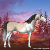 Horse Color:White Spotted Bay Dun Splash 