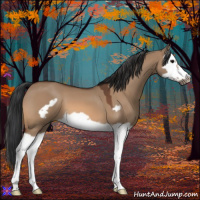Horse Color:Bay Dun Splash Frame 