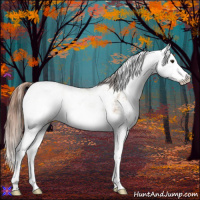Horse Color:Red Dun Sabino Splash 