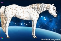 Horse Color:Chestnut Appaloosa 