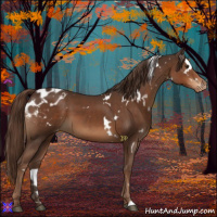 Horse Color:White Spotted Liver Chestnut Appaloosa 