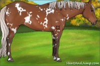 Horse Color:White Spotted Silver Bay 