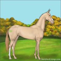 Horse Color:Gold Champagne 