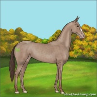 Horse Color:Classic Champagne 