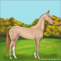 Horse Color:Gold Champagne 