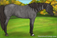 Horse Color:Liver Red Roan 