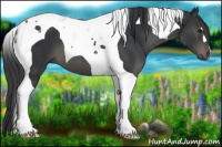 Horse Color:Black Tobiano 