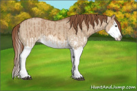 Horse Color:Red Dun Splash  and Red Dun Splash 