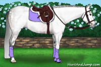 Horse Color:Gray White Spotted Bay Rabicano