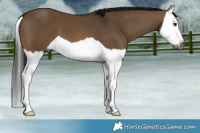 Horse Color:Gray Bay Dun Splash 