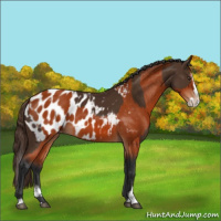 Horse Color:Liver Chestnut Sabino Splash Appaloosa  and Bay Sabino Splash Appaloosa 